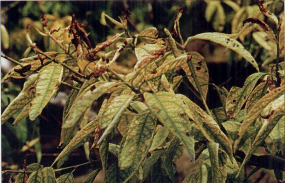 桃树缺钙症状（桃树缺钙补救方法）