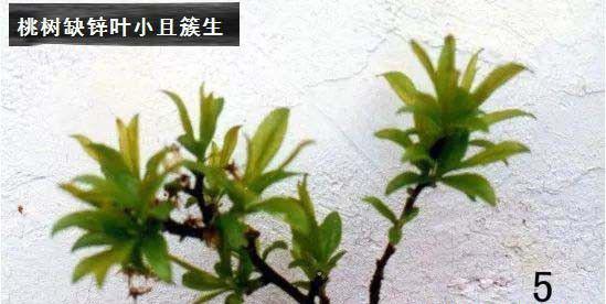 桃树缺锌症状（桃树缺锌补救方法）