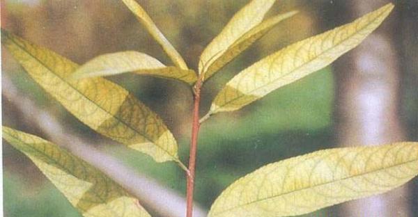 桃树缺铁症状（桃树缺铁补救方法）