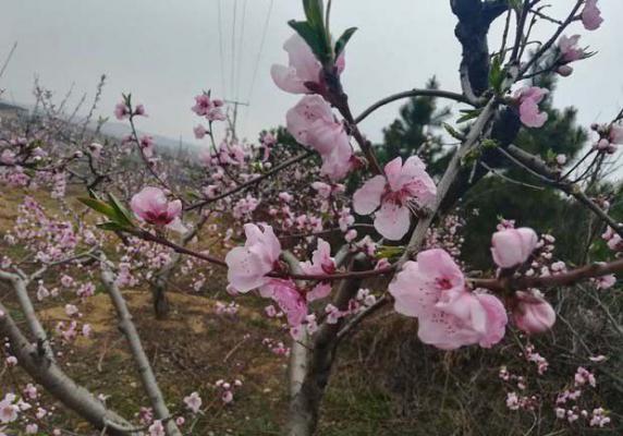 桃树保花保果措施
