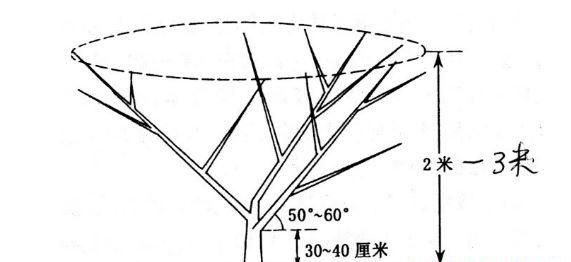 桃树三主枝自然开心形修剪方法