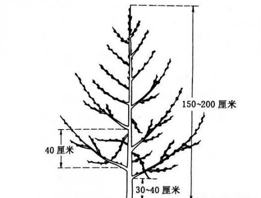 桃树主干形修剪方法