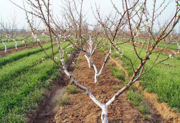 桃树二主枝自然开心形（Y形）修剪方法