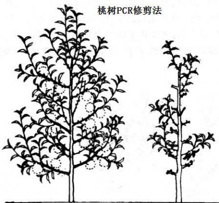 桃树采果后修剪方法