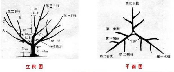 桃树主要树形及其整形要点