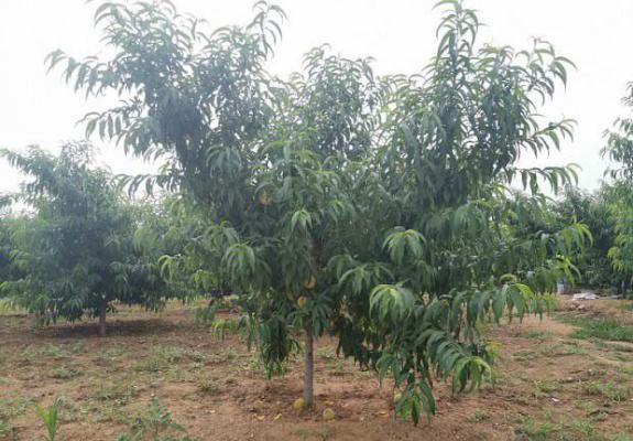 桃树的修剪特性