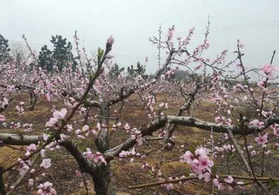 提高桃树花芽质量措施