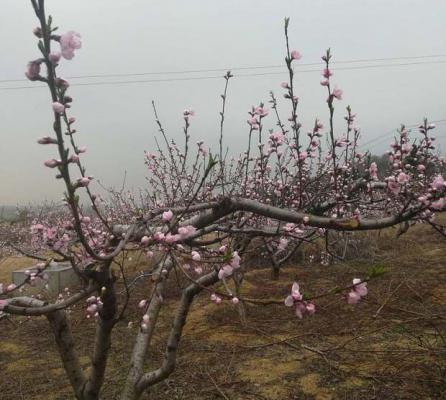 桃树萌芽期到硬核期的管理要点