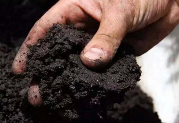 种桃树的施肥方法