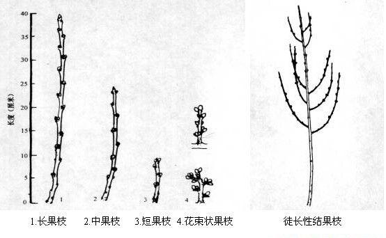桃树结果枝的类型