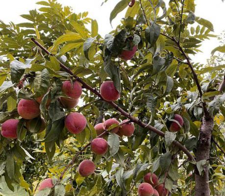 种桃树要高产需施五肥