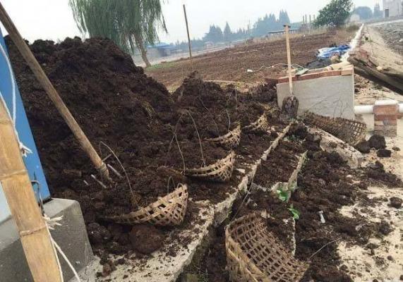 桃树秋施基肥的最佳时间（桃树秋施基肥量）