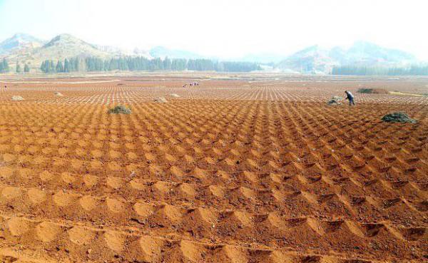 桃树的园地要怎样选择？