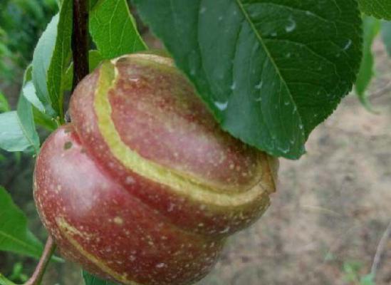 防止油桃裂果的方法