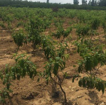 桃树的修剪技术