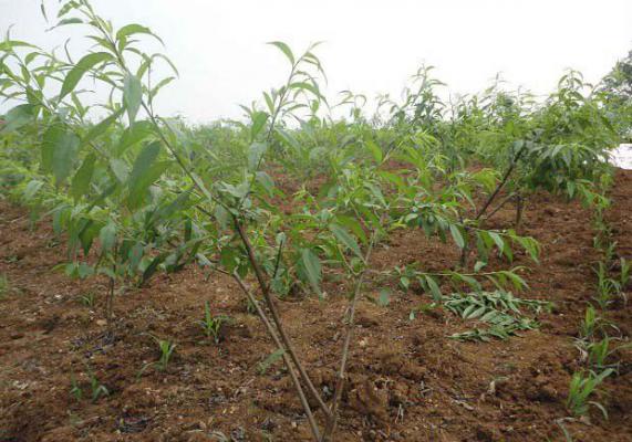 幼龄桃树夏季修剪方法