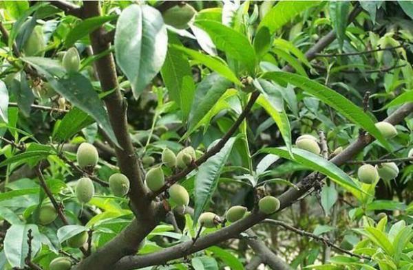 桃树什么时候浇水最佳（桃树需水时期）