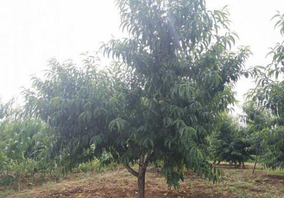 桃树采果后的管理要点