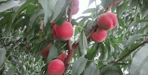 桃树需冷量测定方法（有效低温计算方法）