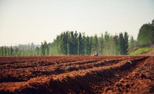桃树园的规划设计