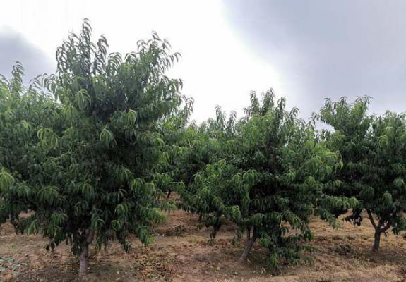 桃树冬季修剪技术要点（桃树冬季如何修剪）