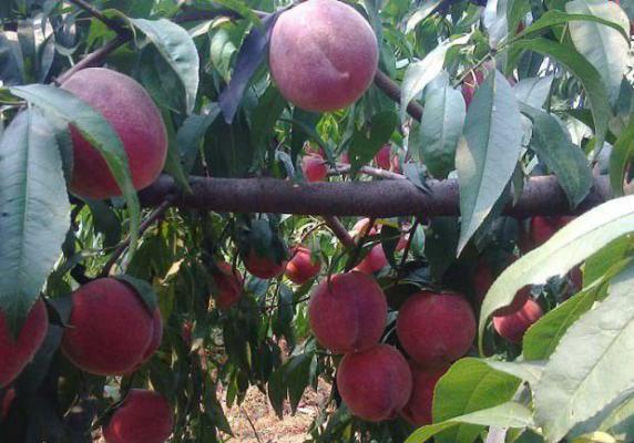 提高油桃果实品质的措施