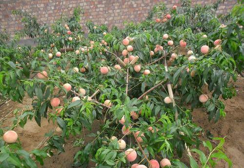 种植桃树怎么样施肥产量高（怎么样施肥能提高桃树产量）