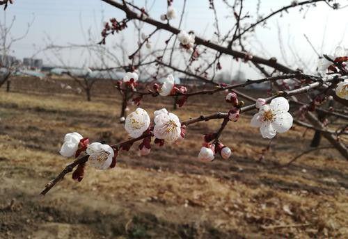 桃花能当茶，排毒、美容又养颜