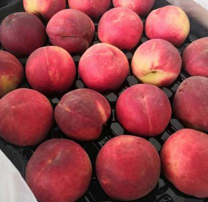 平谷大桃介绍（平谷大桃区域划分）