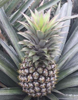 菠萝施肥时期（菠萝什么时候施肥最佳）