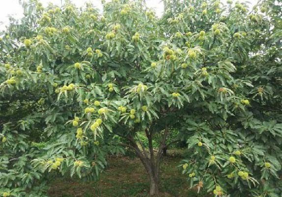 板栗施肥的最佳时间（板栗施肥时间）