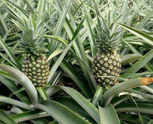 什么是菠萝裔芽？