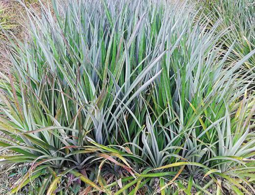 菠萝吸芽有什么特点