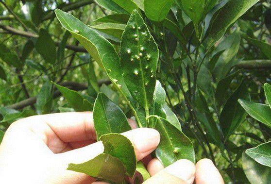 柑橘春梢需要防除什么病害？（柑橘春梢病虫害防治方法）