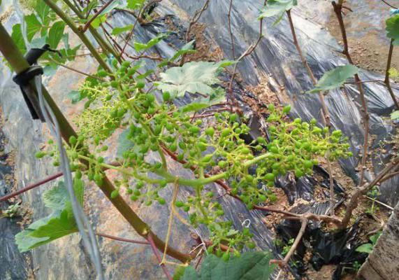 葡萄花果期病虫害防治技术（葡萄花果期病虫害用什么药）
