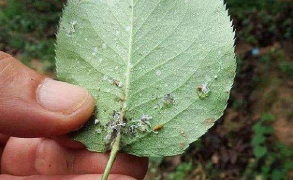 防治梨木虱的农药（专治梨木虱农药）