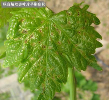 绿盲蝽对葡萄的危害（葡萄绿盲蝽防治方法）