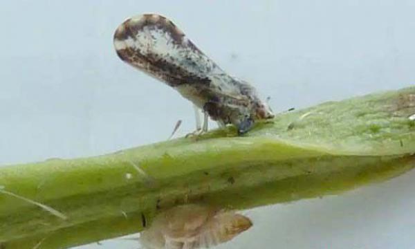 柑橘木虱防治时期（柑橘木虱防治农药）