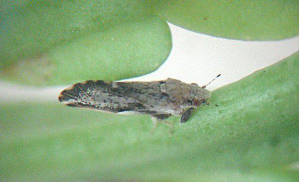 柑橘木虱防治最佳时期（柑橘木虱防治药剂）