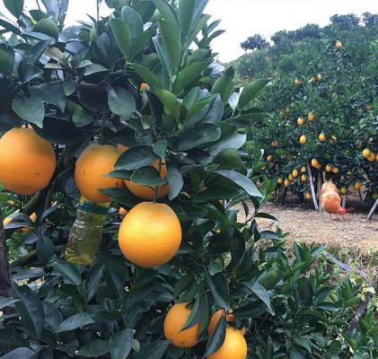 脐橙树涂白原因