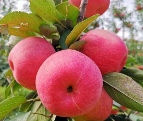 给苹果施钙肥需要注意什么？