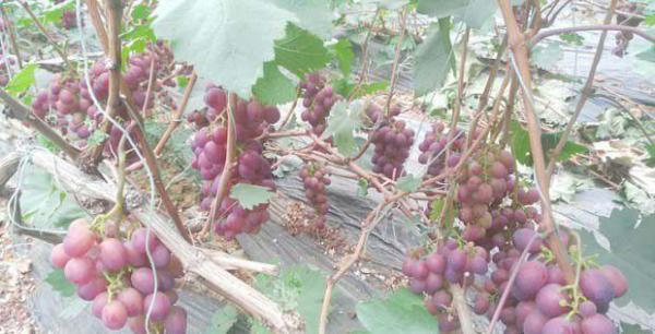 哪些因素会影响葡萄转色？哪些措施能促进葡萄转色？