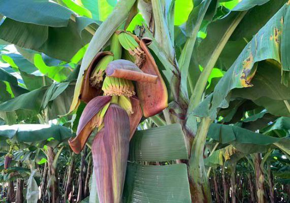 香蕉抽蕾期如何施肥？