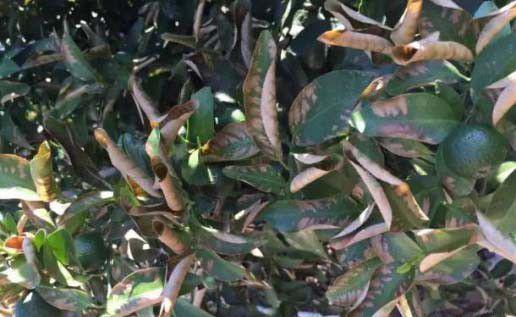 柑橘施尿素不当有哪些危害？种植柑橘如何施用尿素？