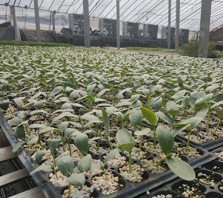 甜瓜育苗时三注意