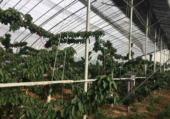 大棚樱桃扣棚要适期