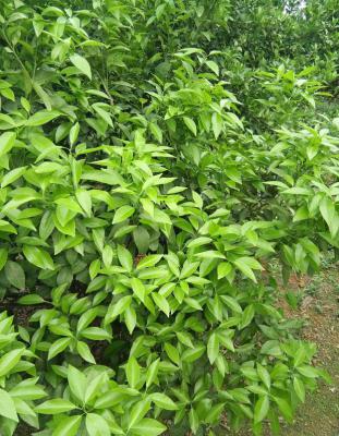 柑橘使用杀螨剂需要注意什么？