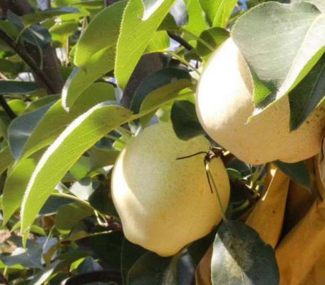 山农酥梨品种特点
