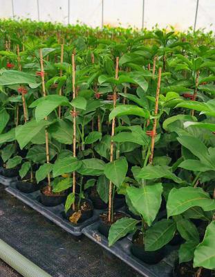 百香果扦插繁殖如何快速生根？哪些措施能让百香果枝条更快生根？