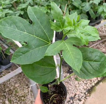 盆栽的百香果多高就要打顶？给百香果打顶需要注意什么？